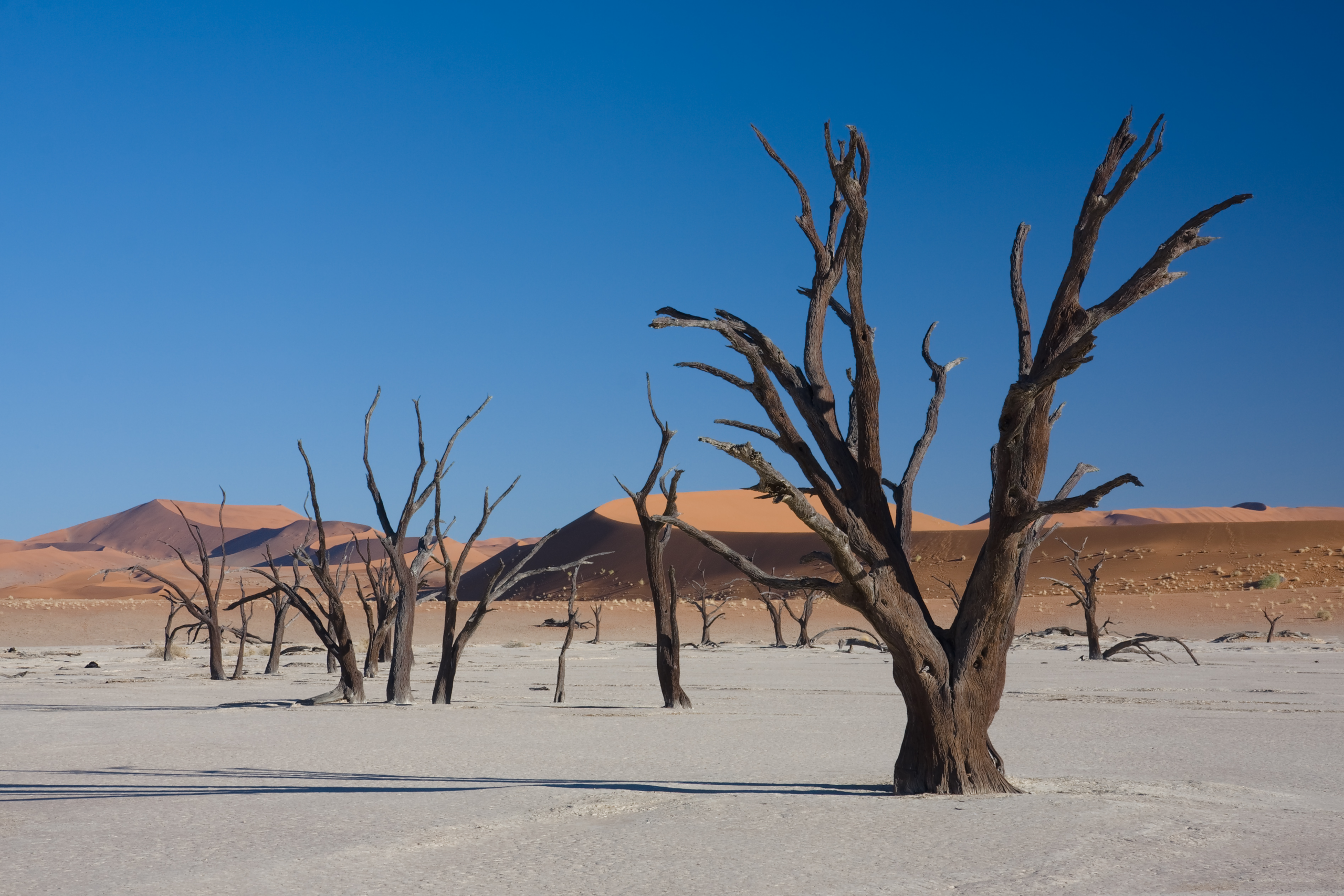 Deadvlei's White