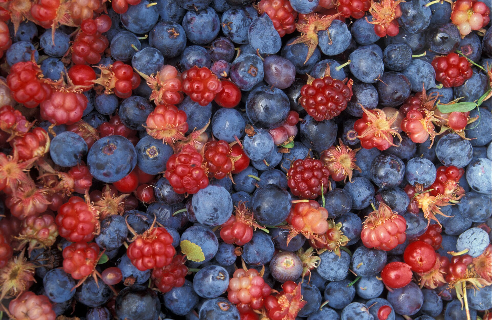 Greens and Berries