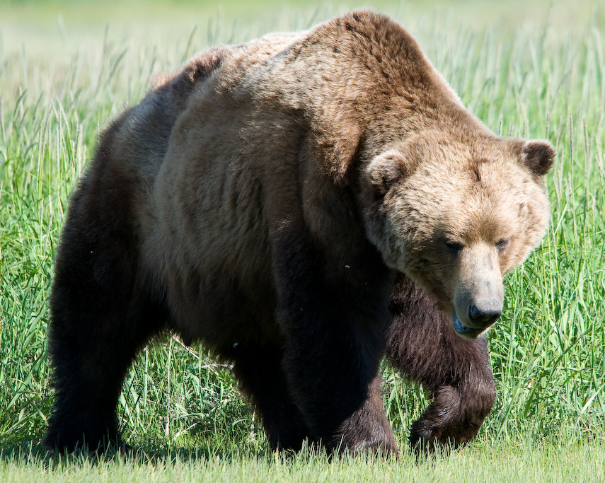 Katmai National Park and Preserve
