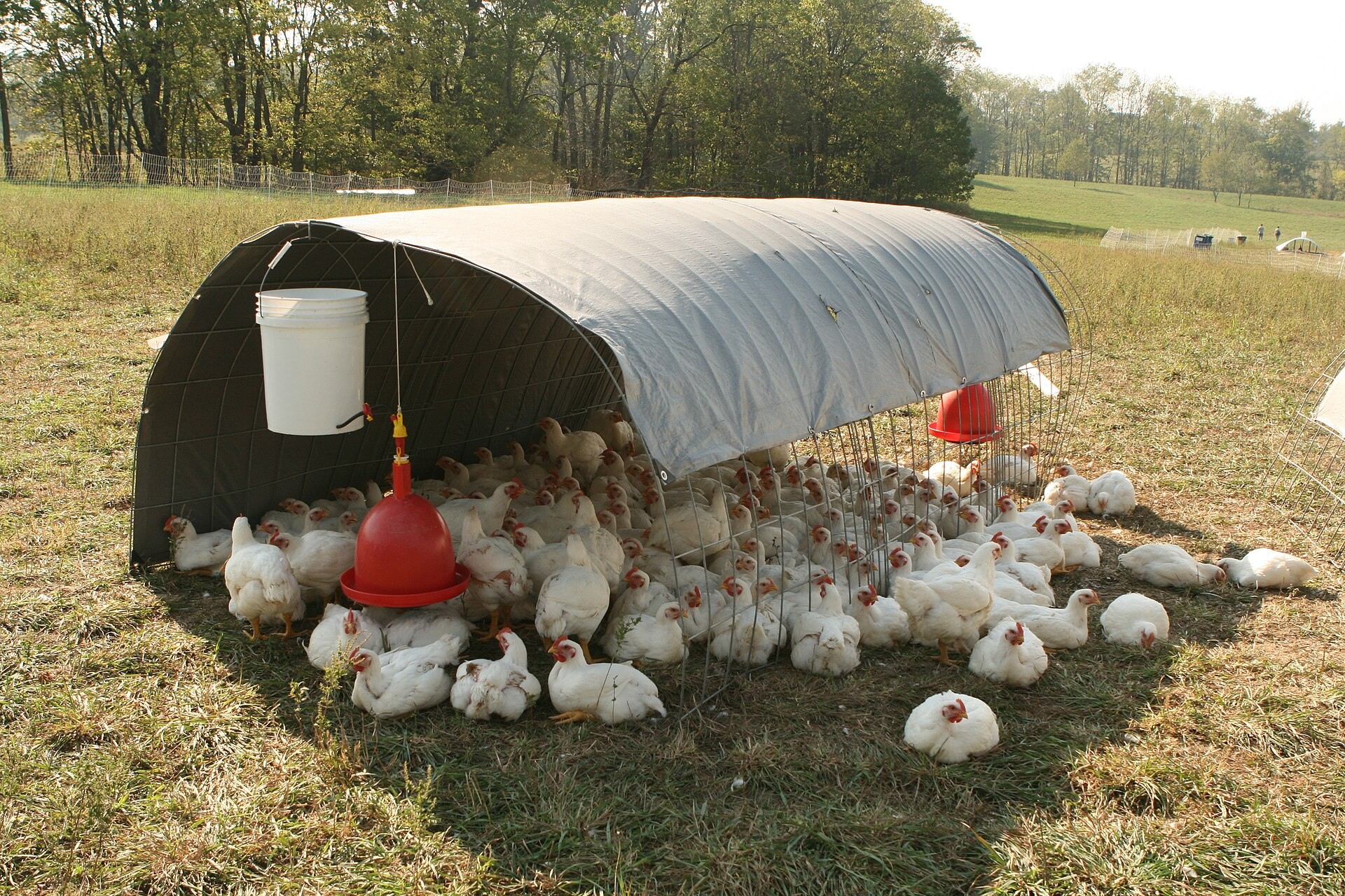 Cleaning Poultry
