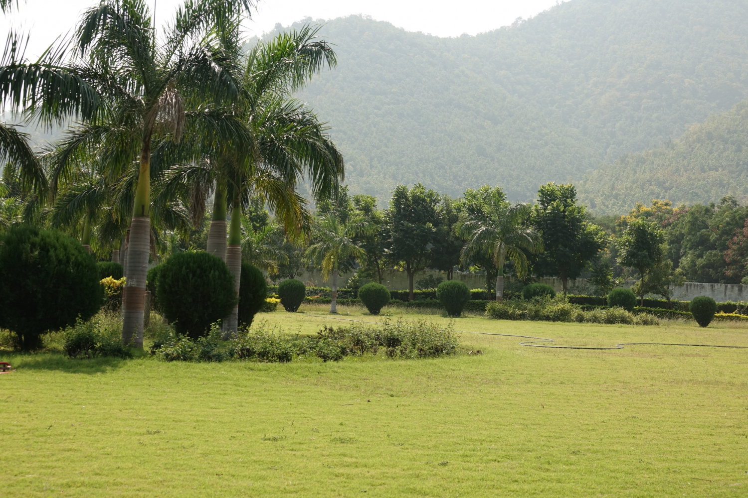 grassland
