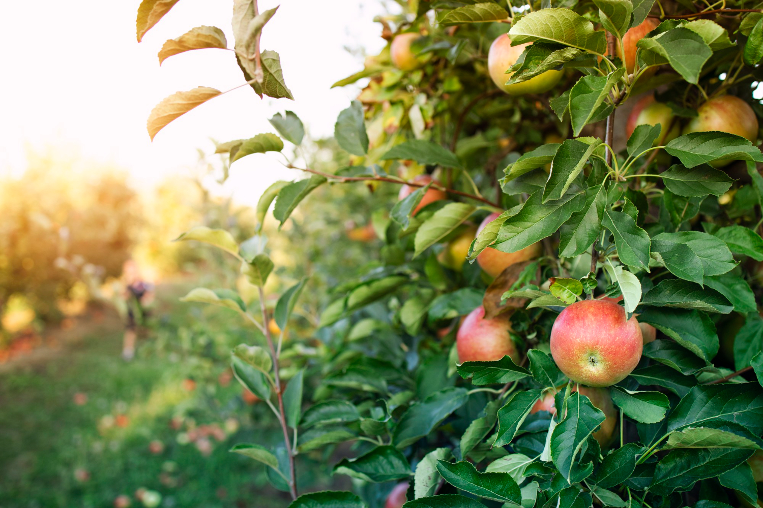 orchard