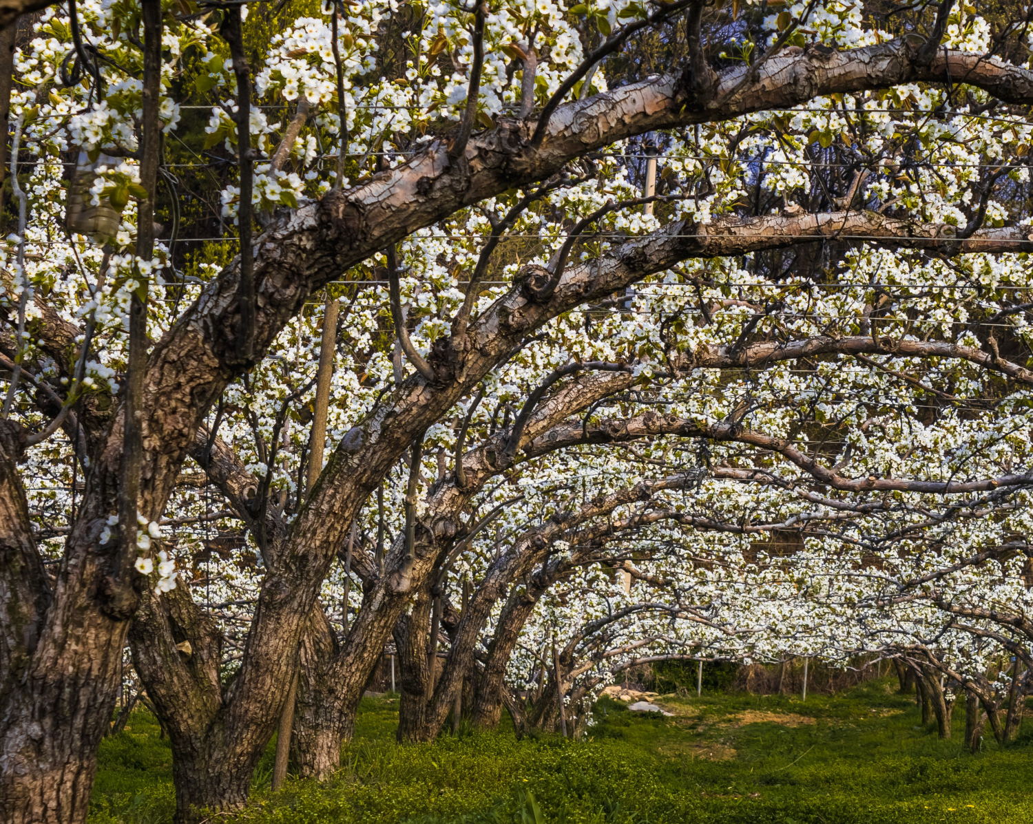 orchard