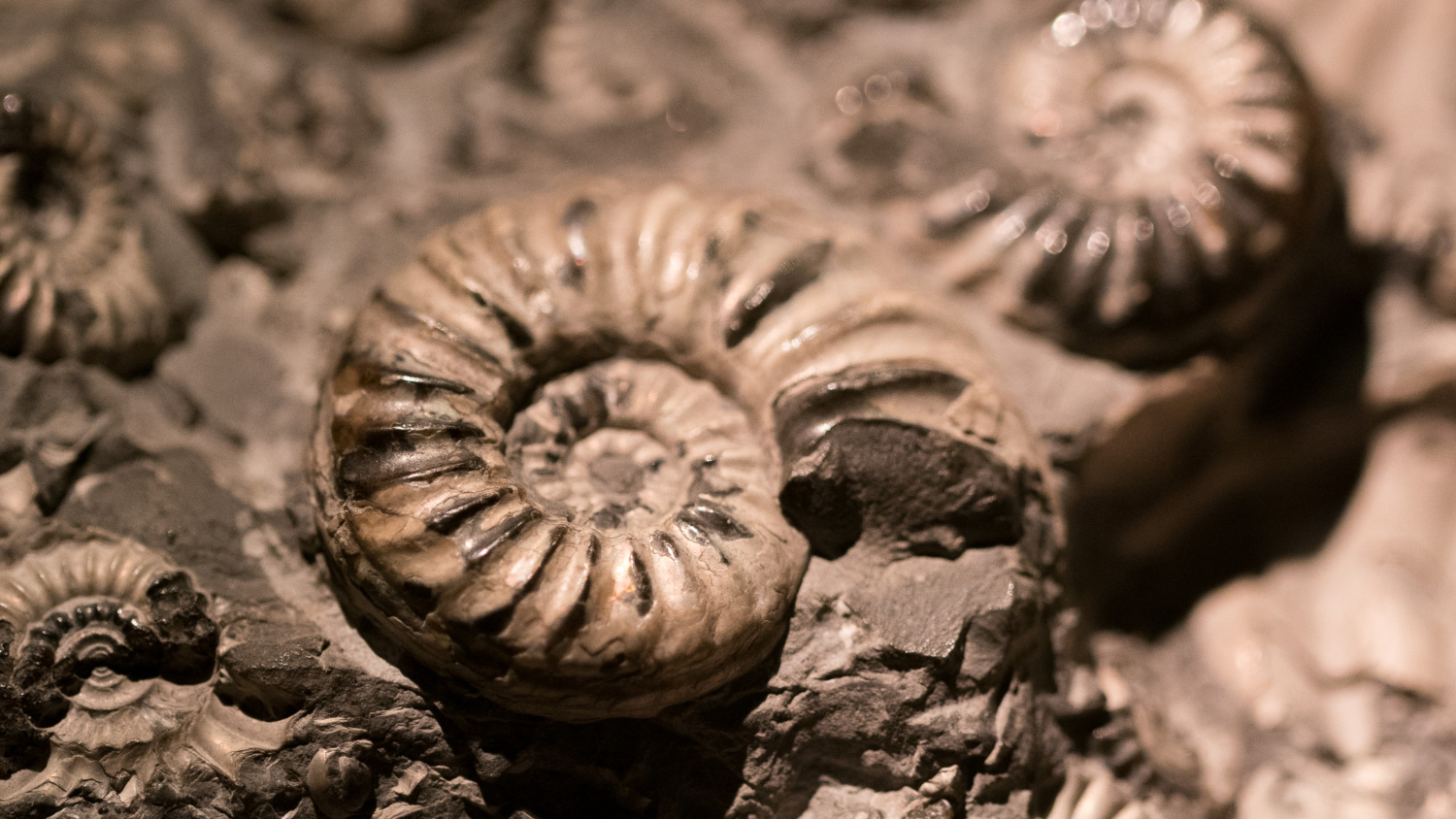 fossil
