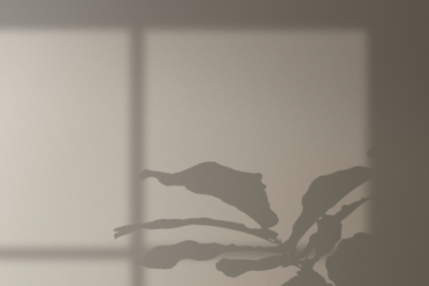 shadow sunlight