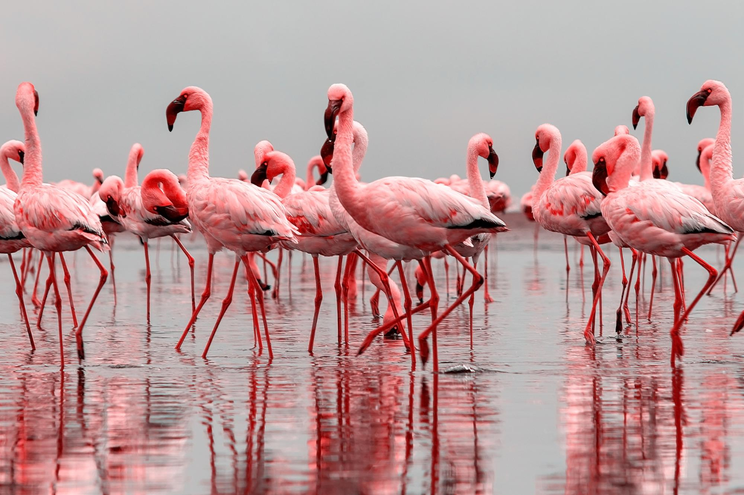 Flamingos flock