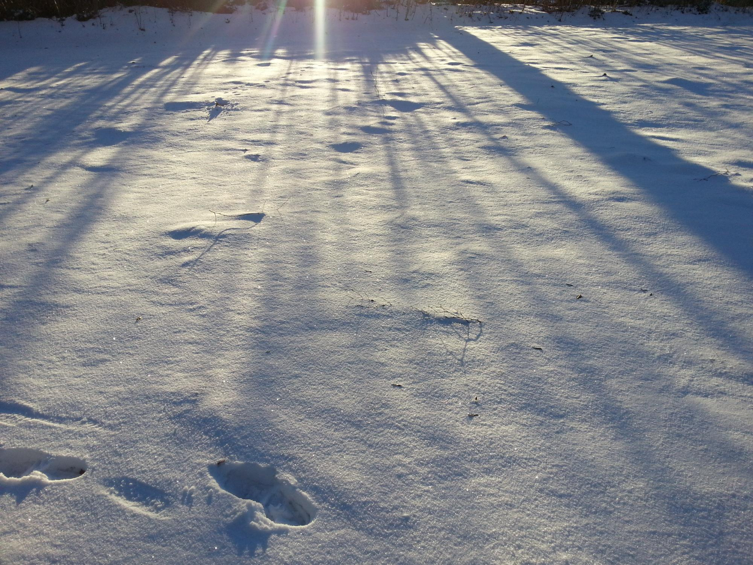 shadow sunlight