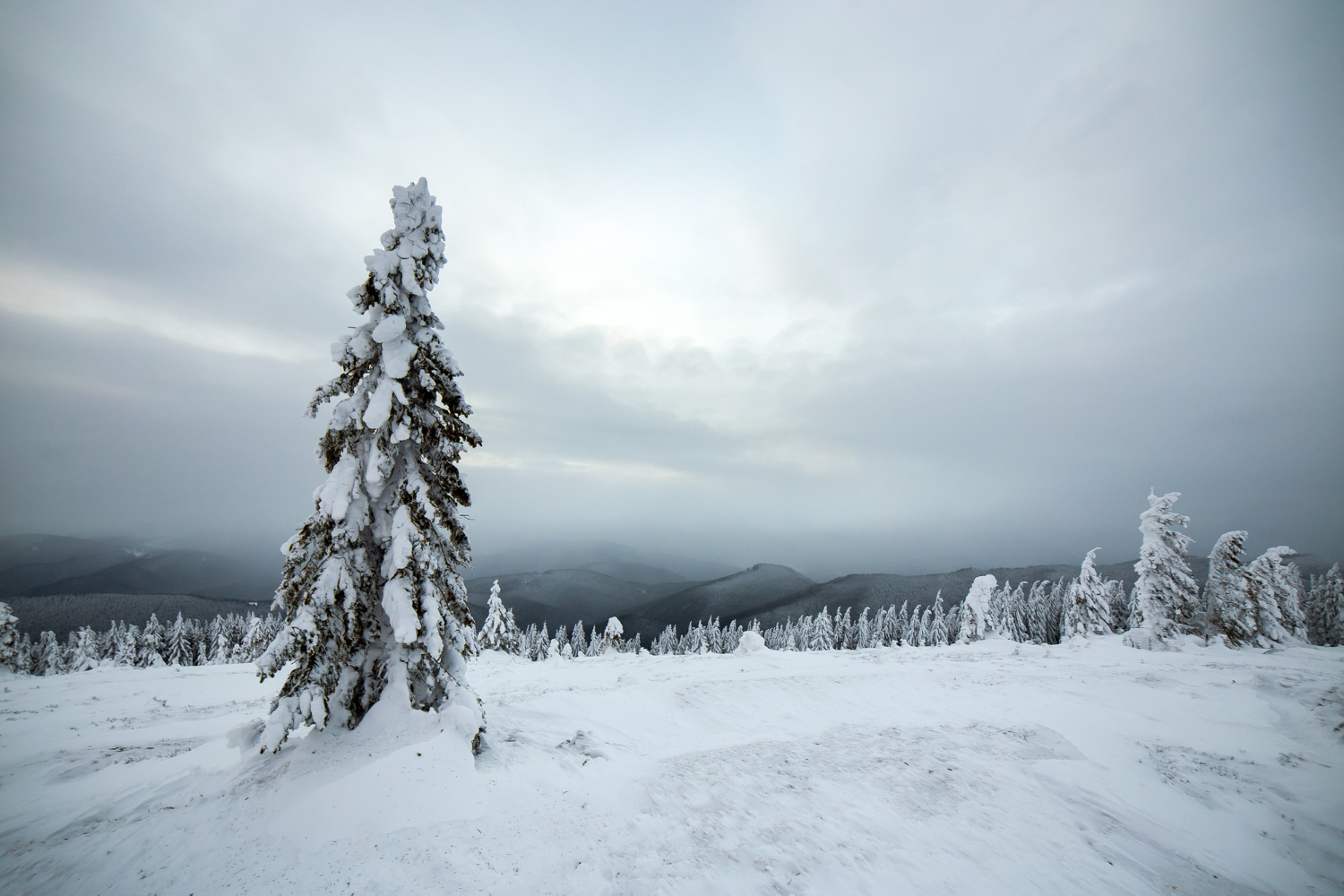 Frozen landscape