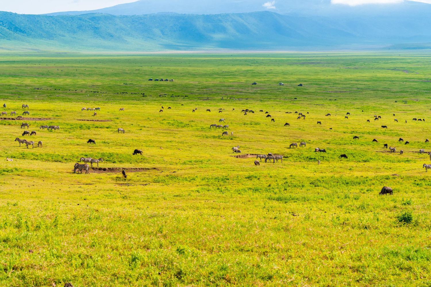 grassland