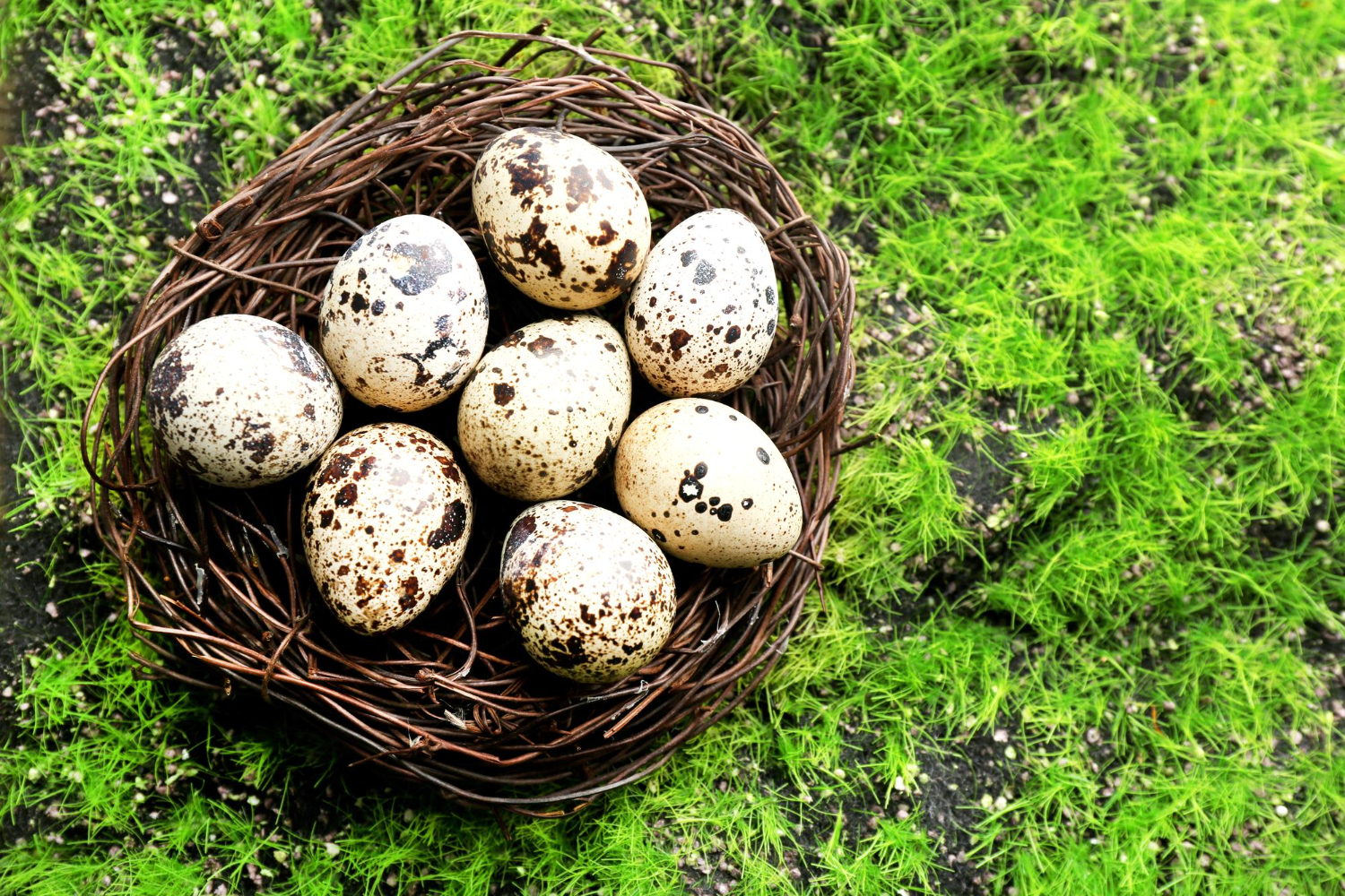 bird eggs nest