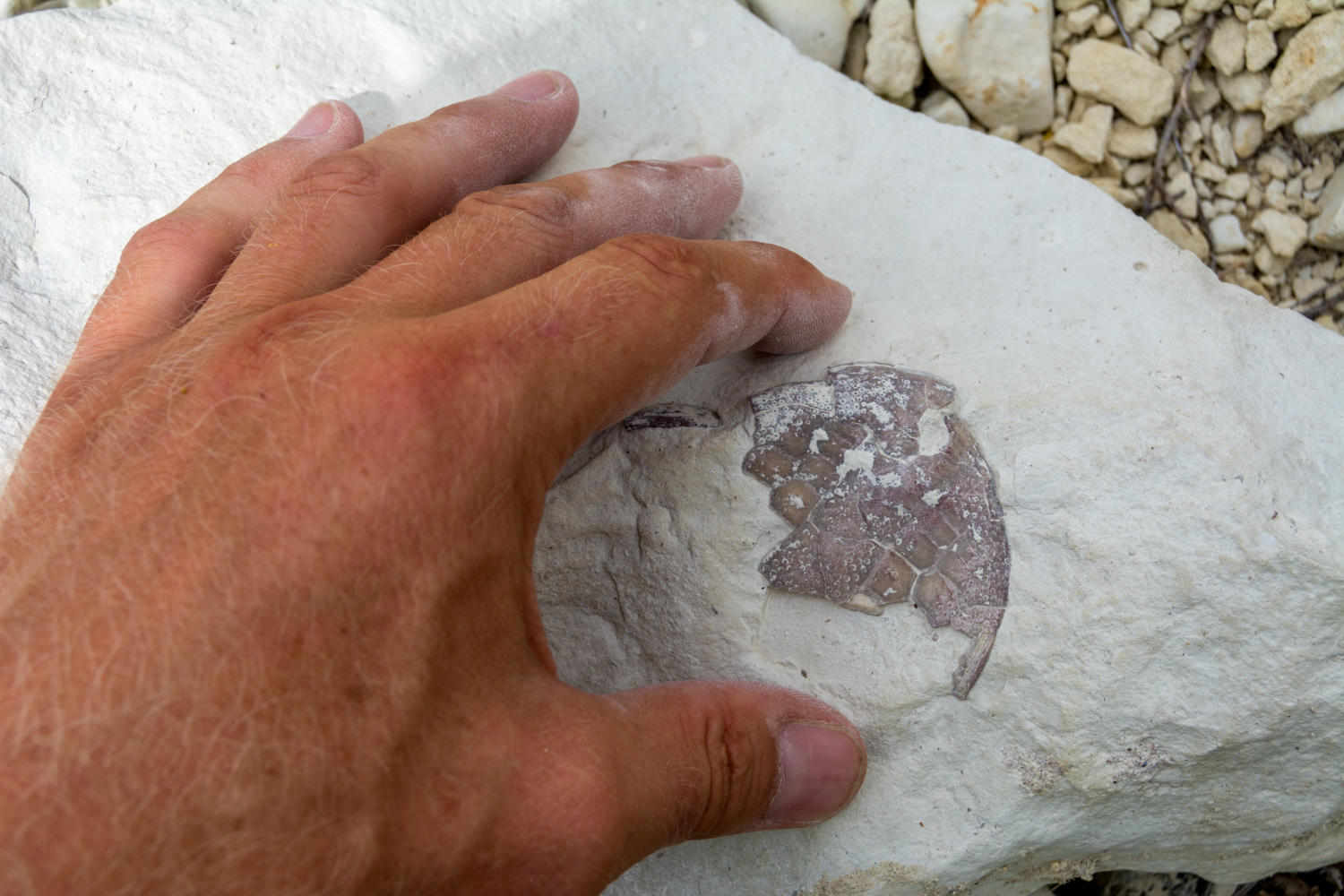 fossil