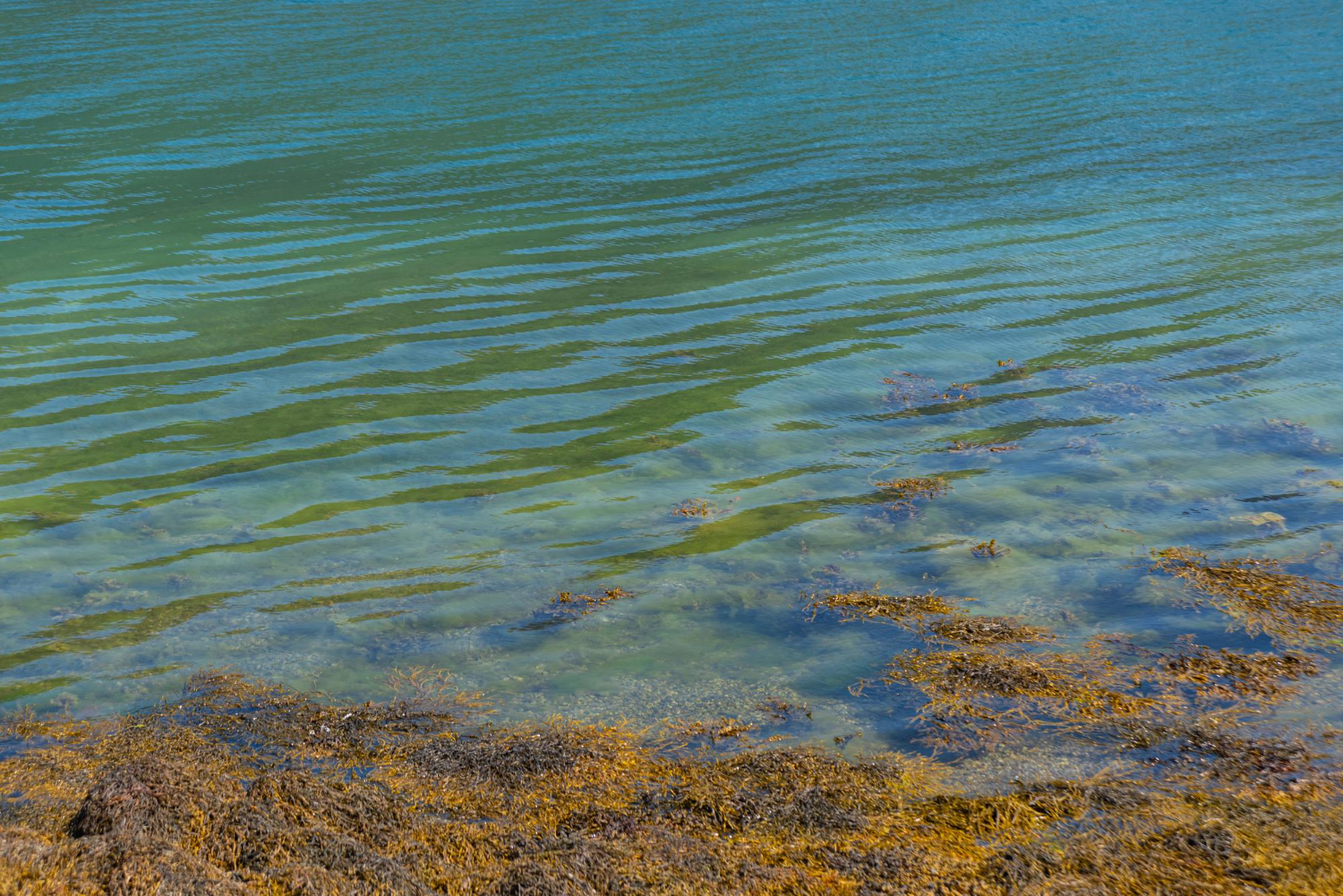 seagrass