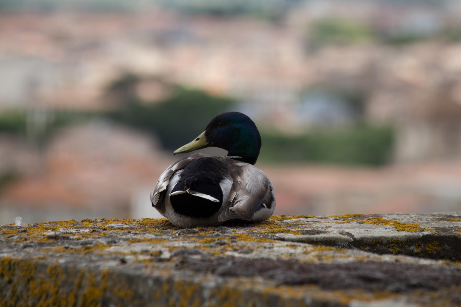 Bird