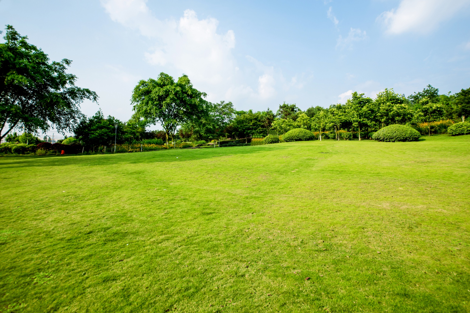 grass field