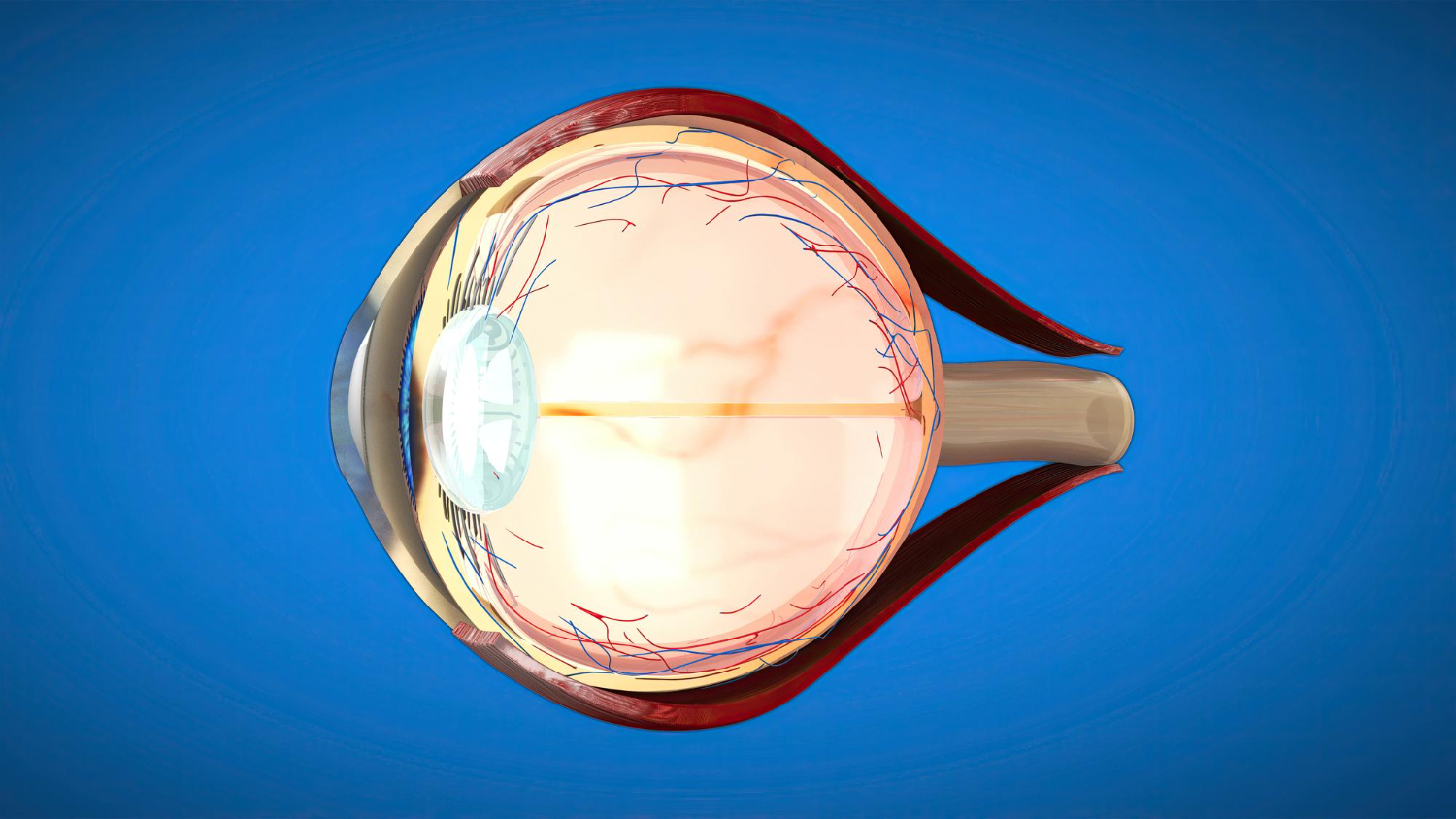 Eye