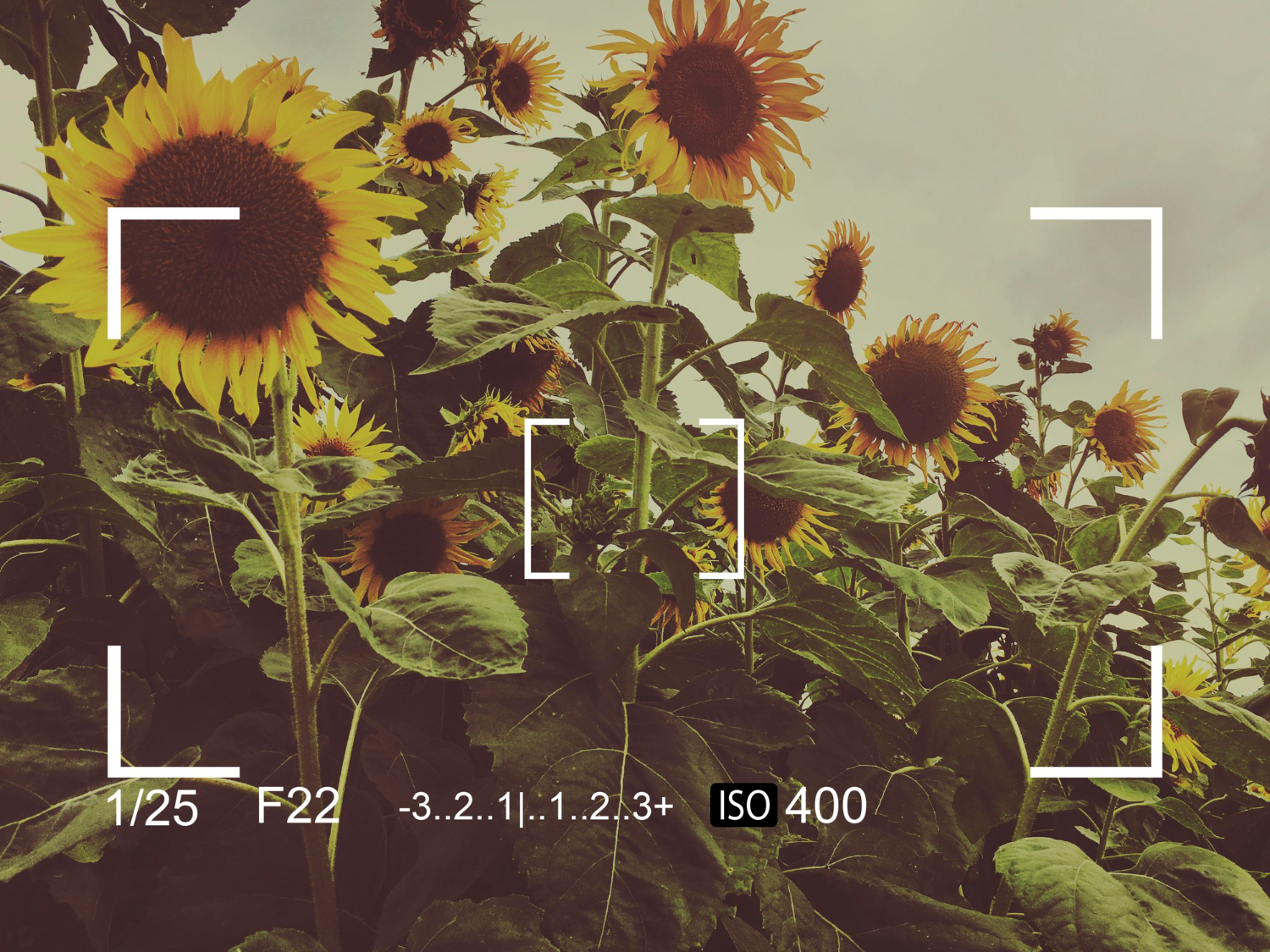 Photographic Formats
