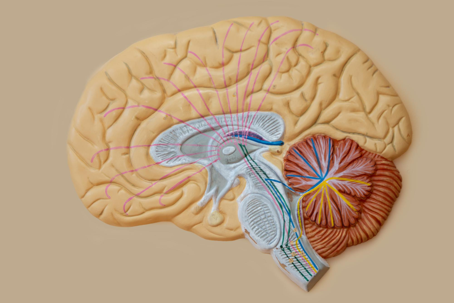 human brain diagram