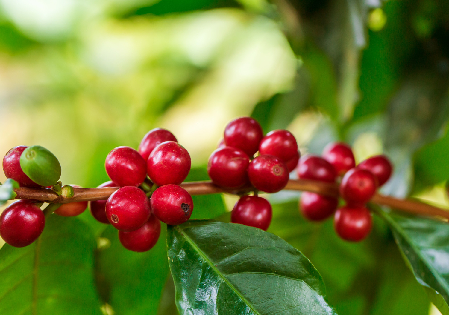 Coffee Cherries