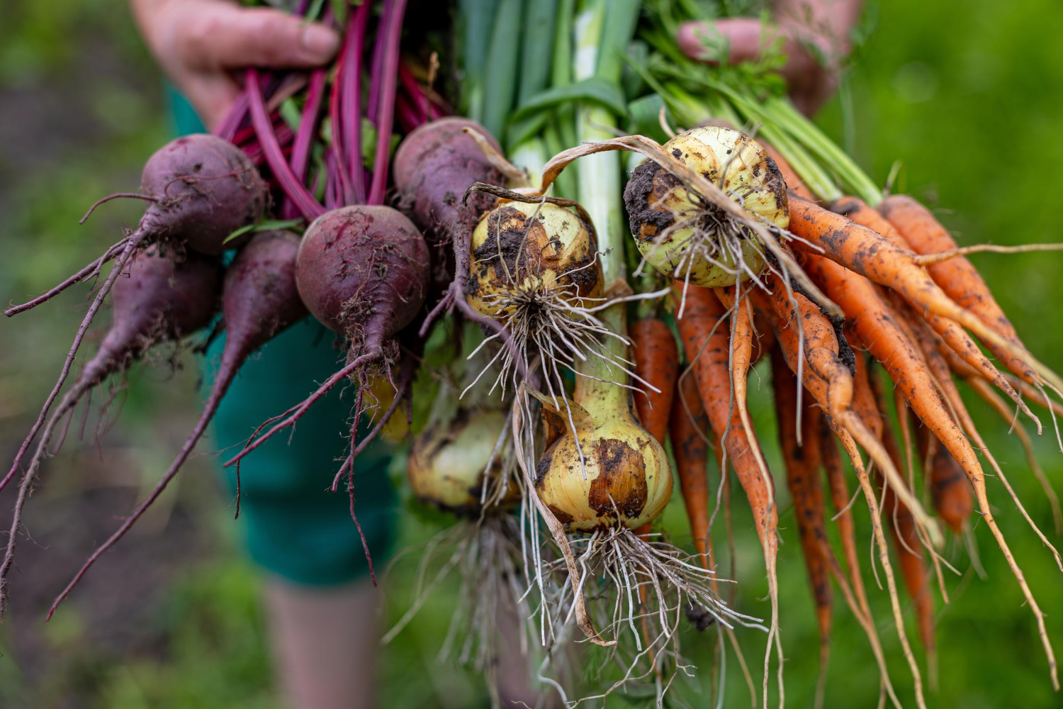 root vegetables