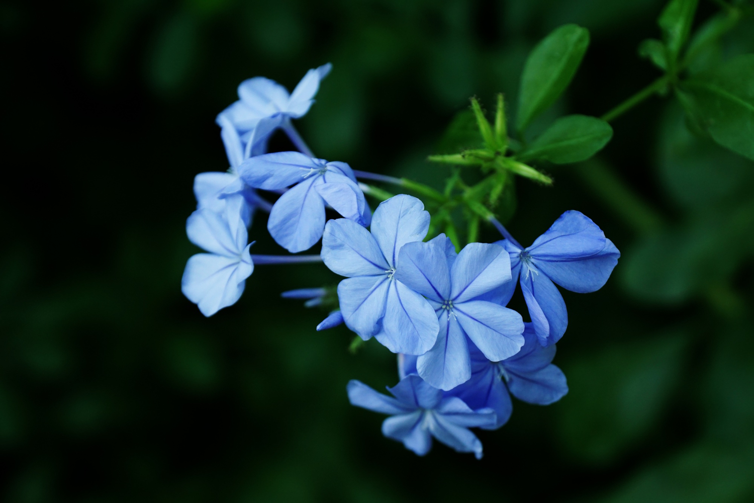 Blue Flowers