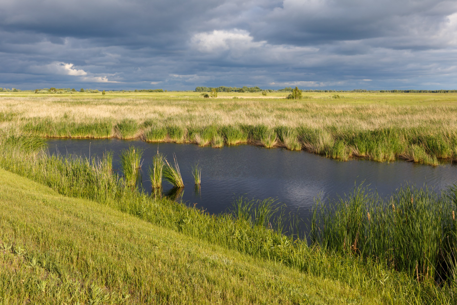 wetland