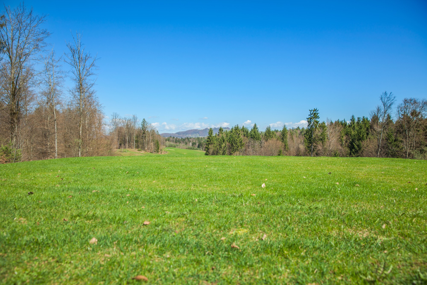 grassland