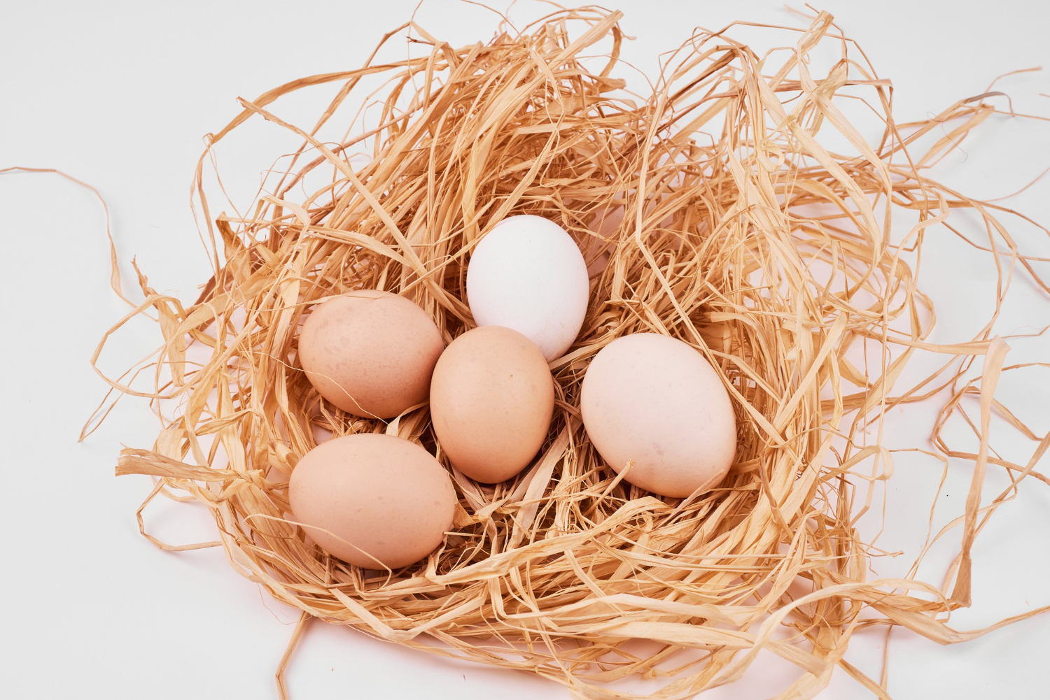 bird eggs nest