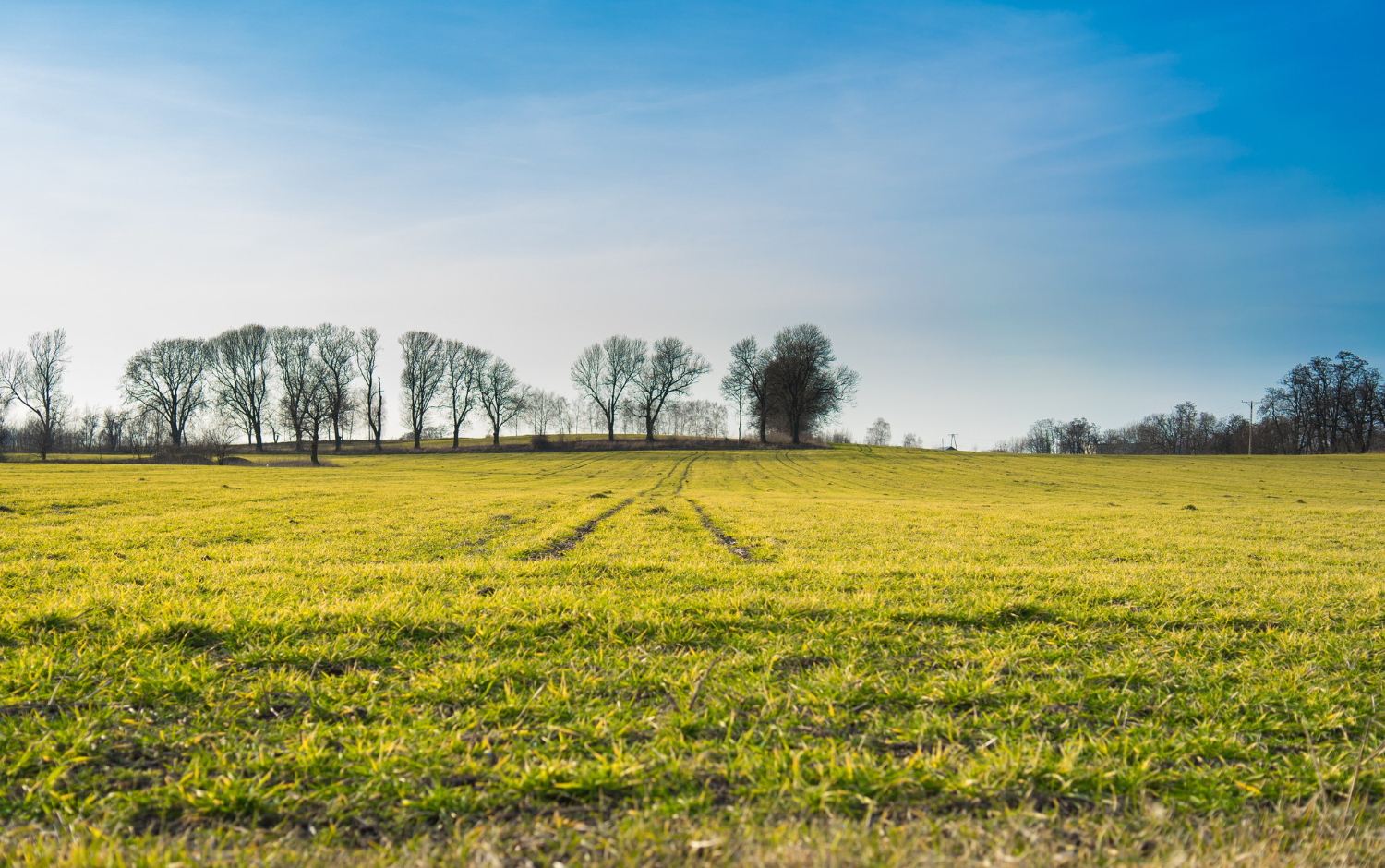 grass field