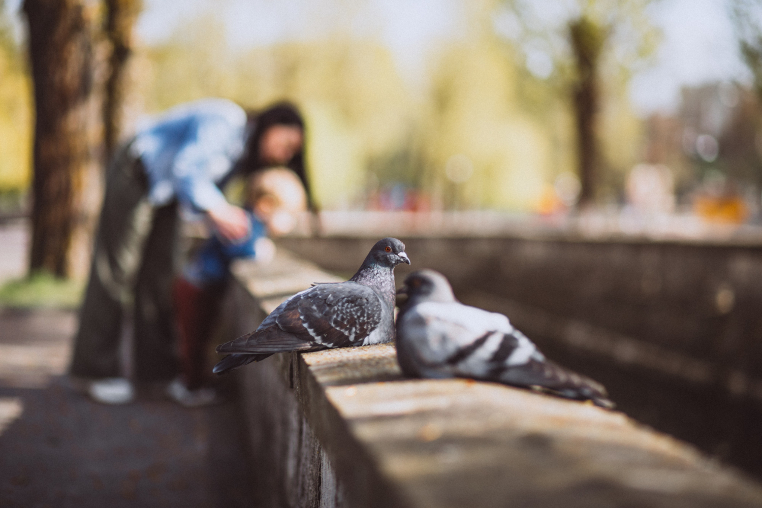 pigeon