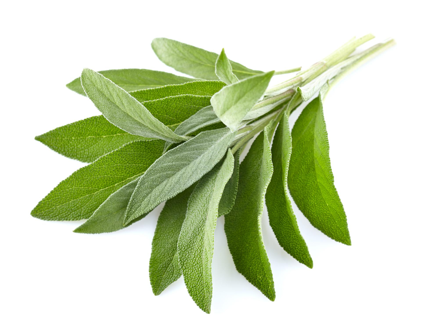 Sage