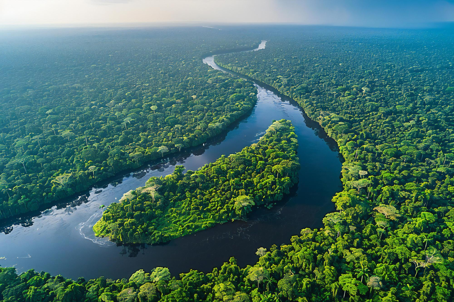 Amazon rainforest