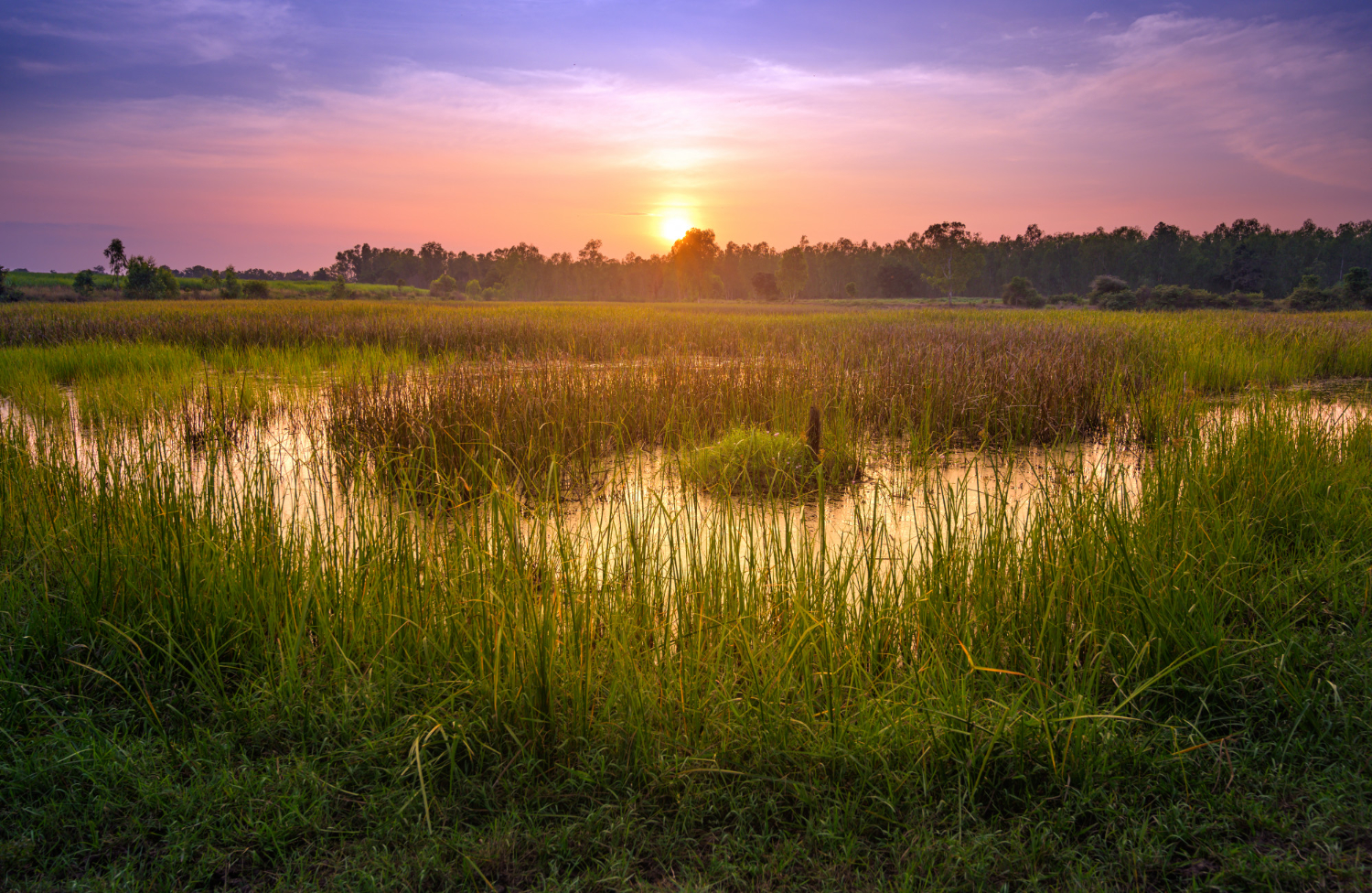 wetland