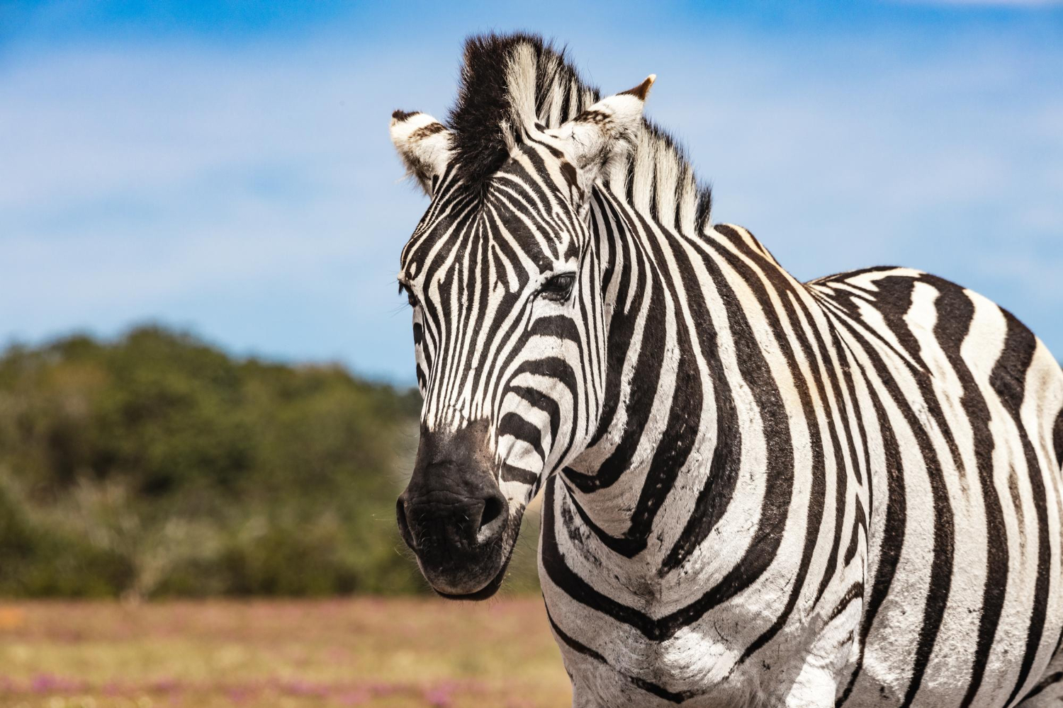 Zebra