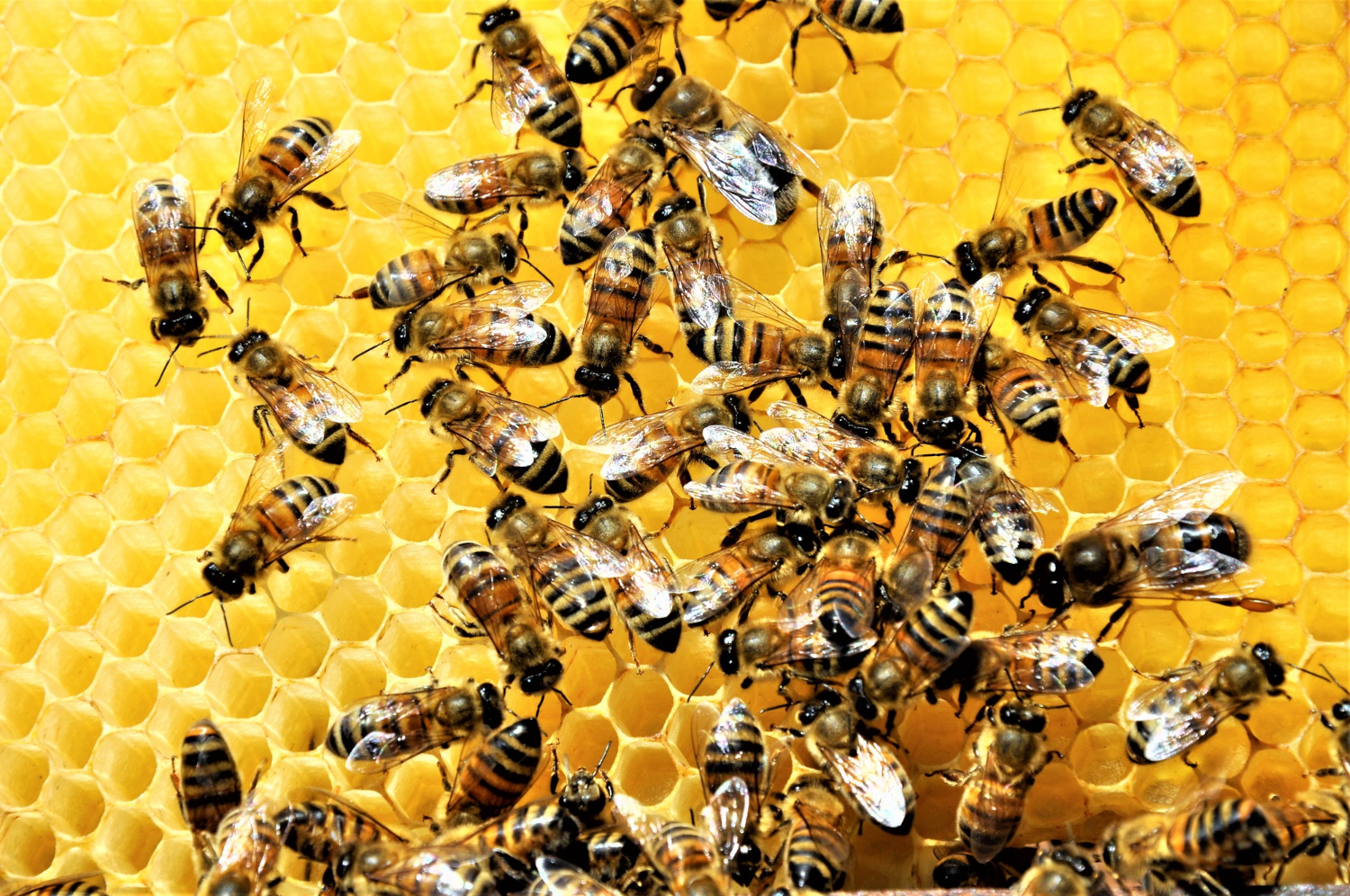 honeybee comb