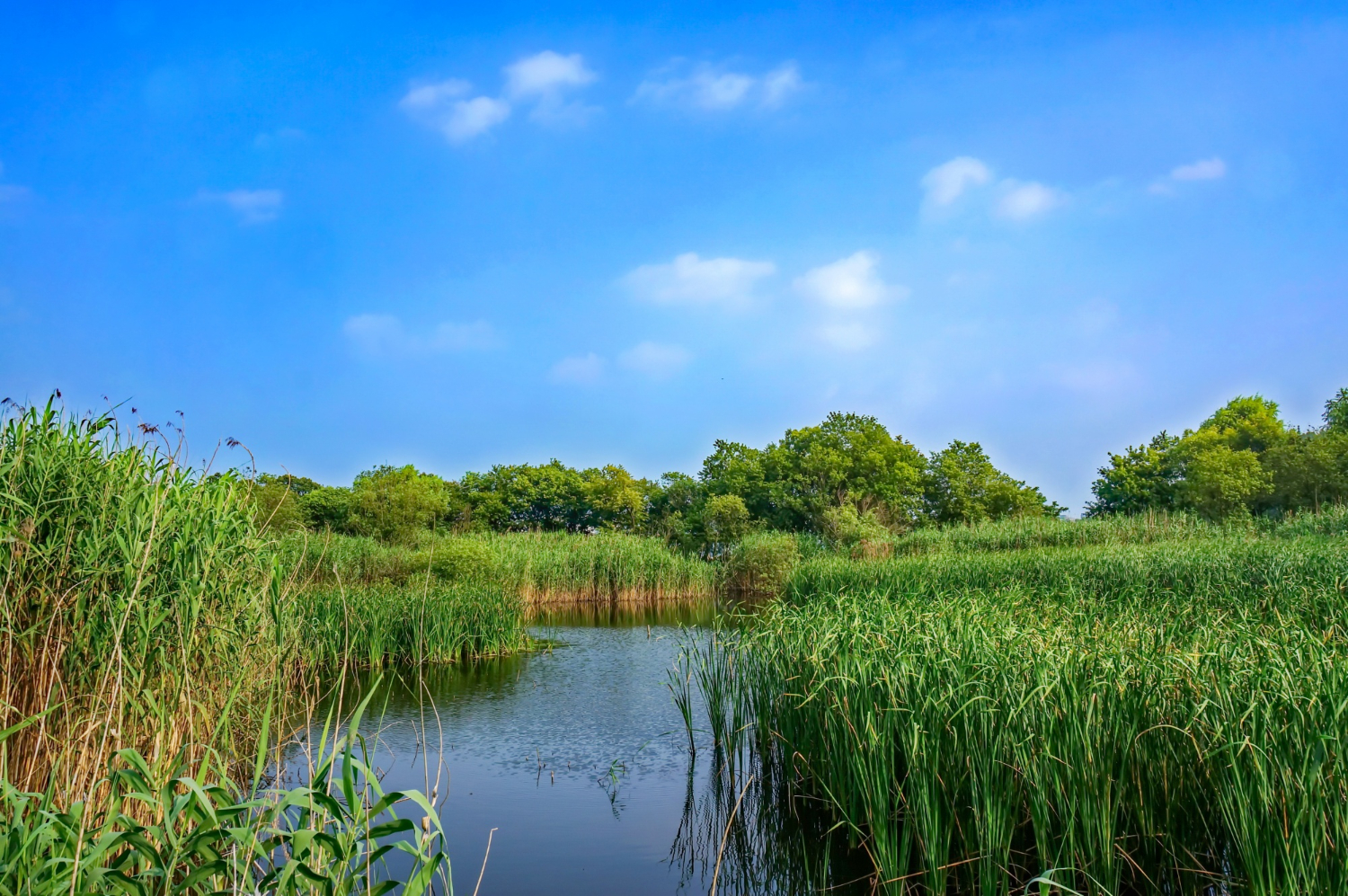 wetland