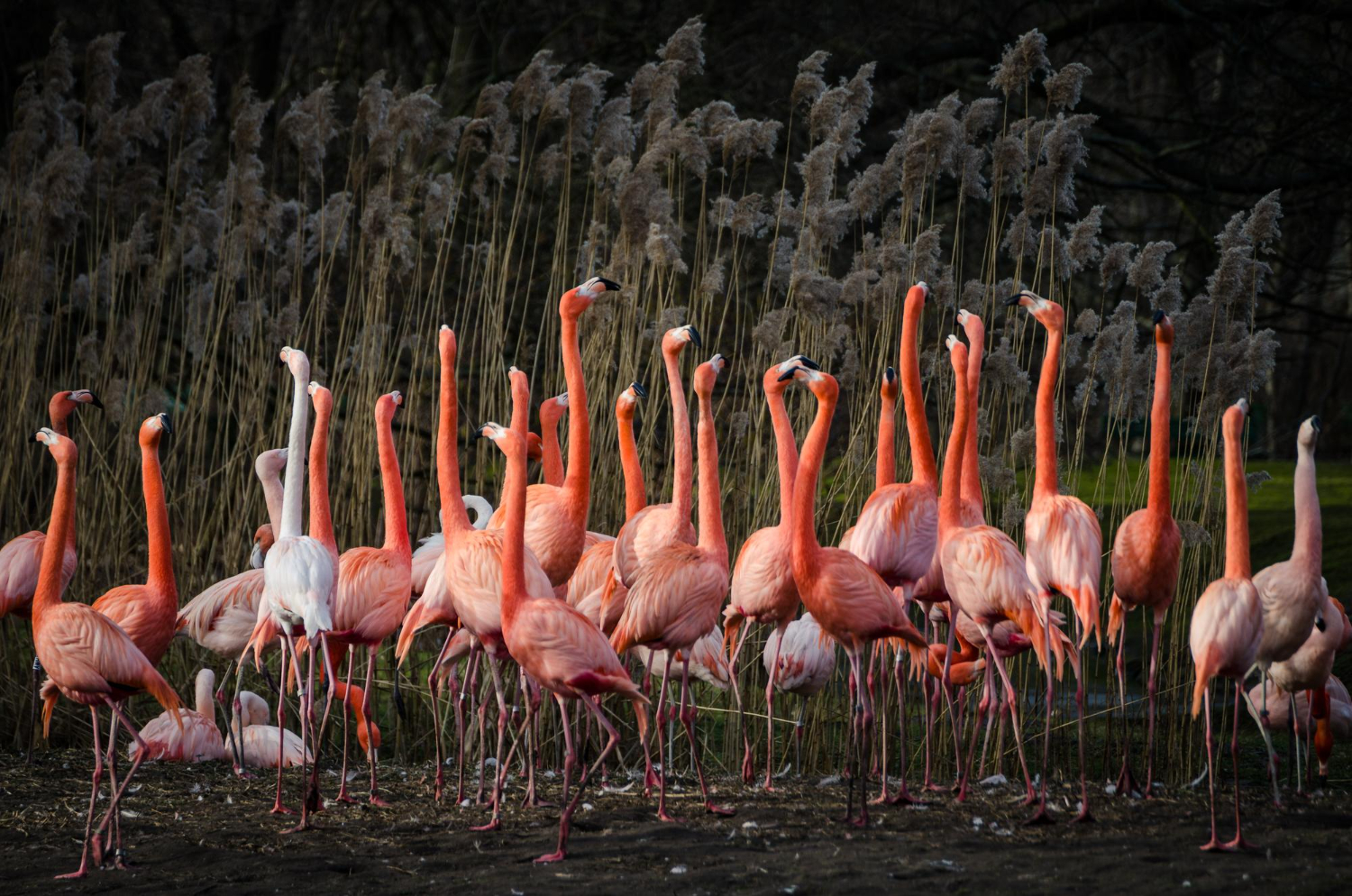 Flamingos flock