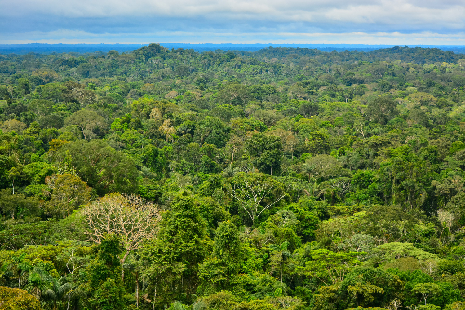 Amazon rainforest