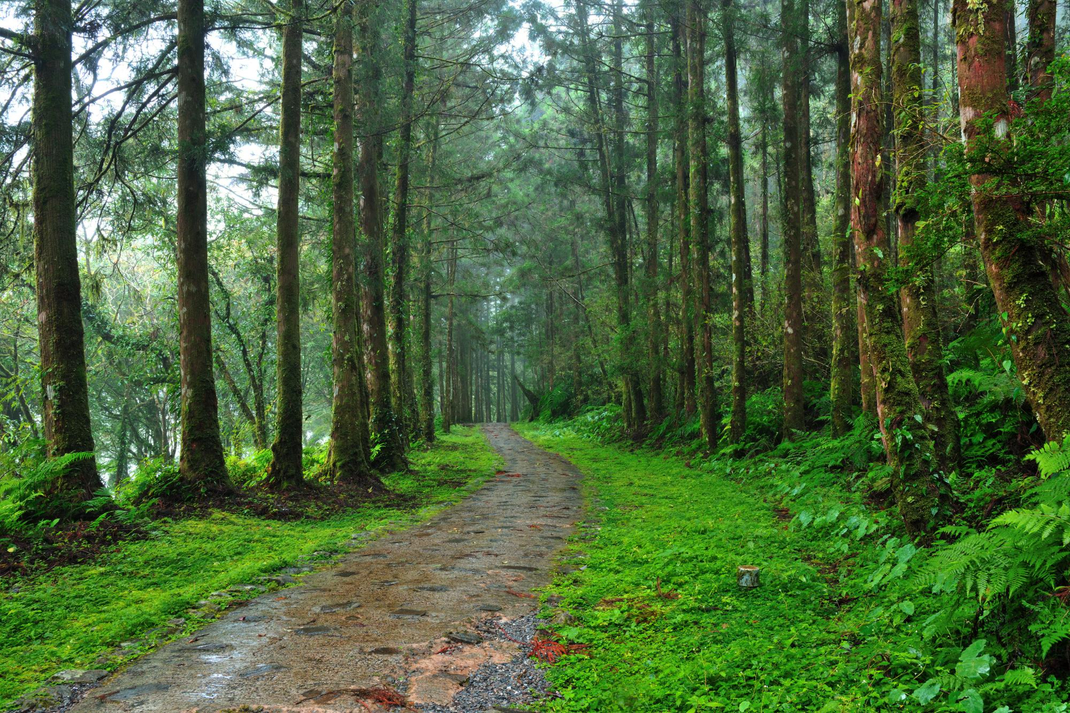 Forest