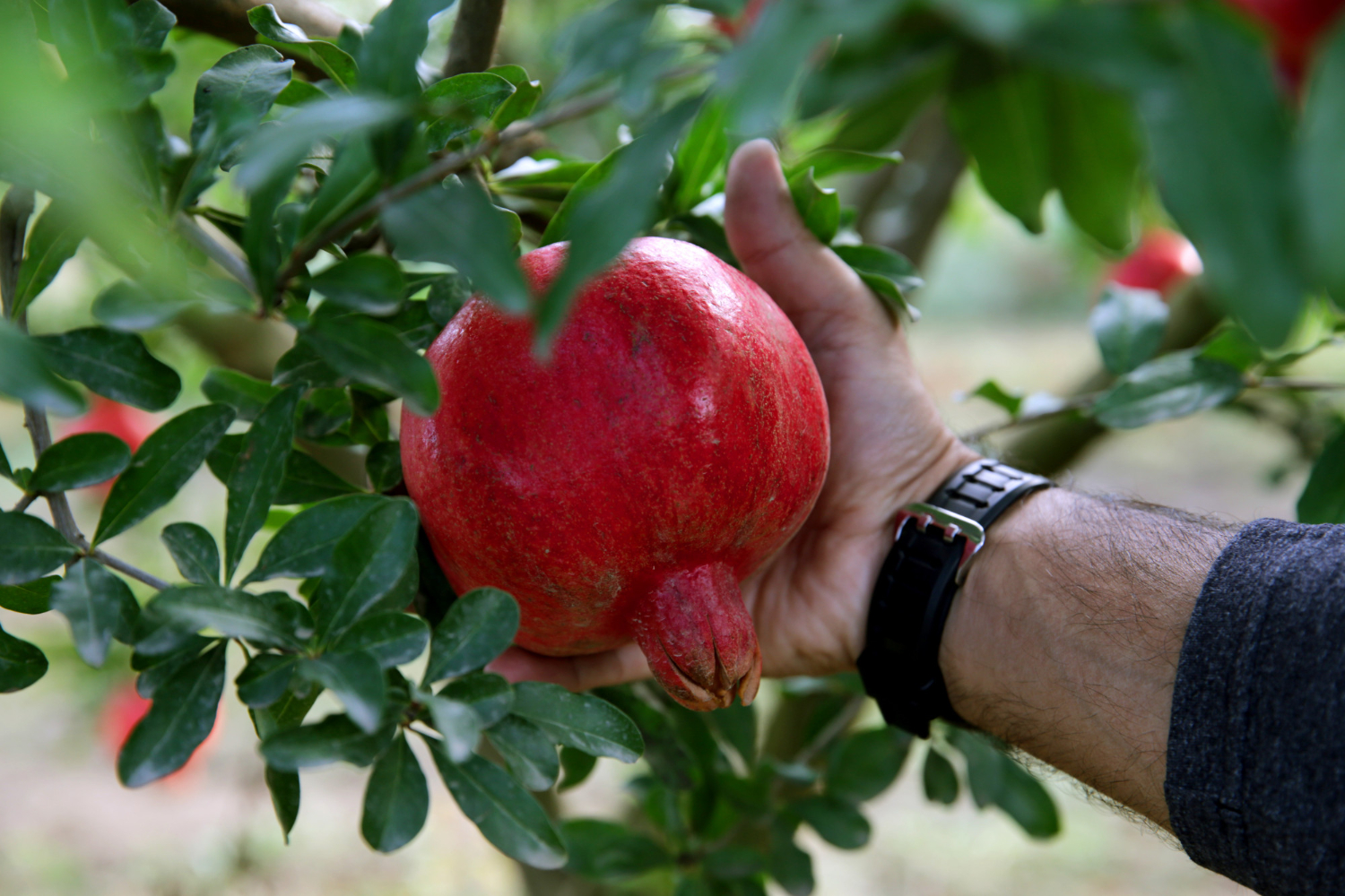 orchard