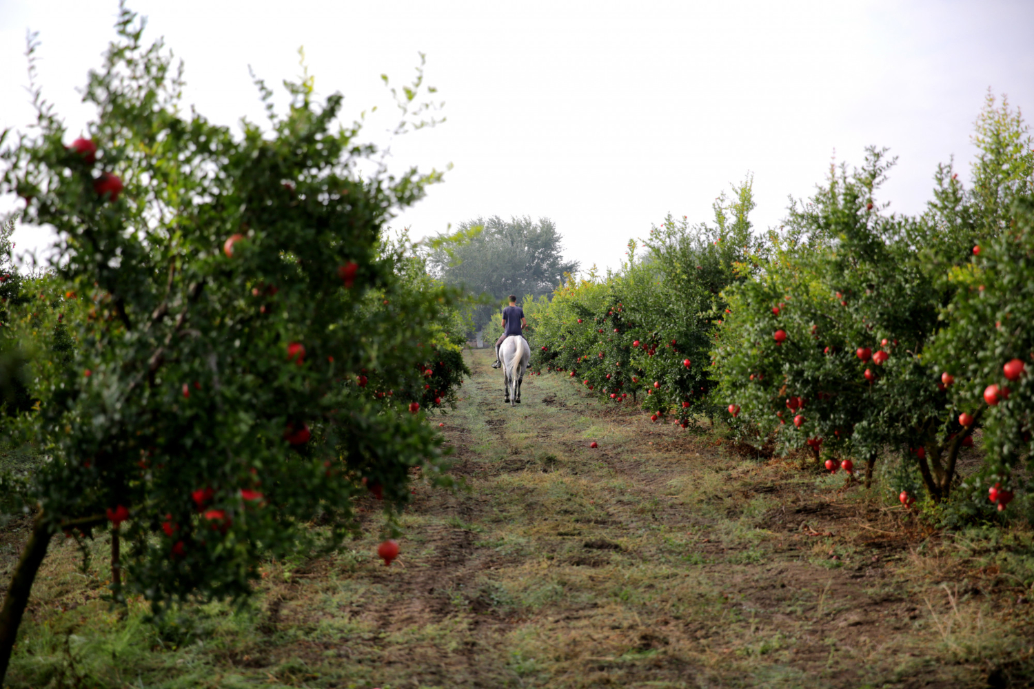 orchard