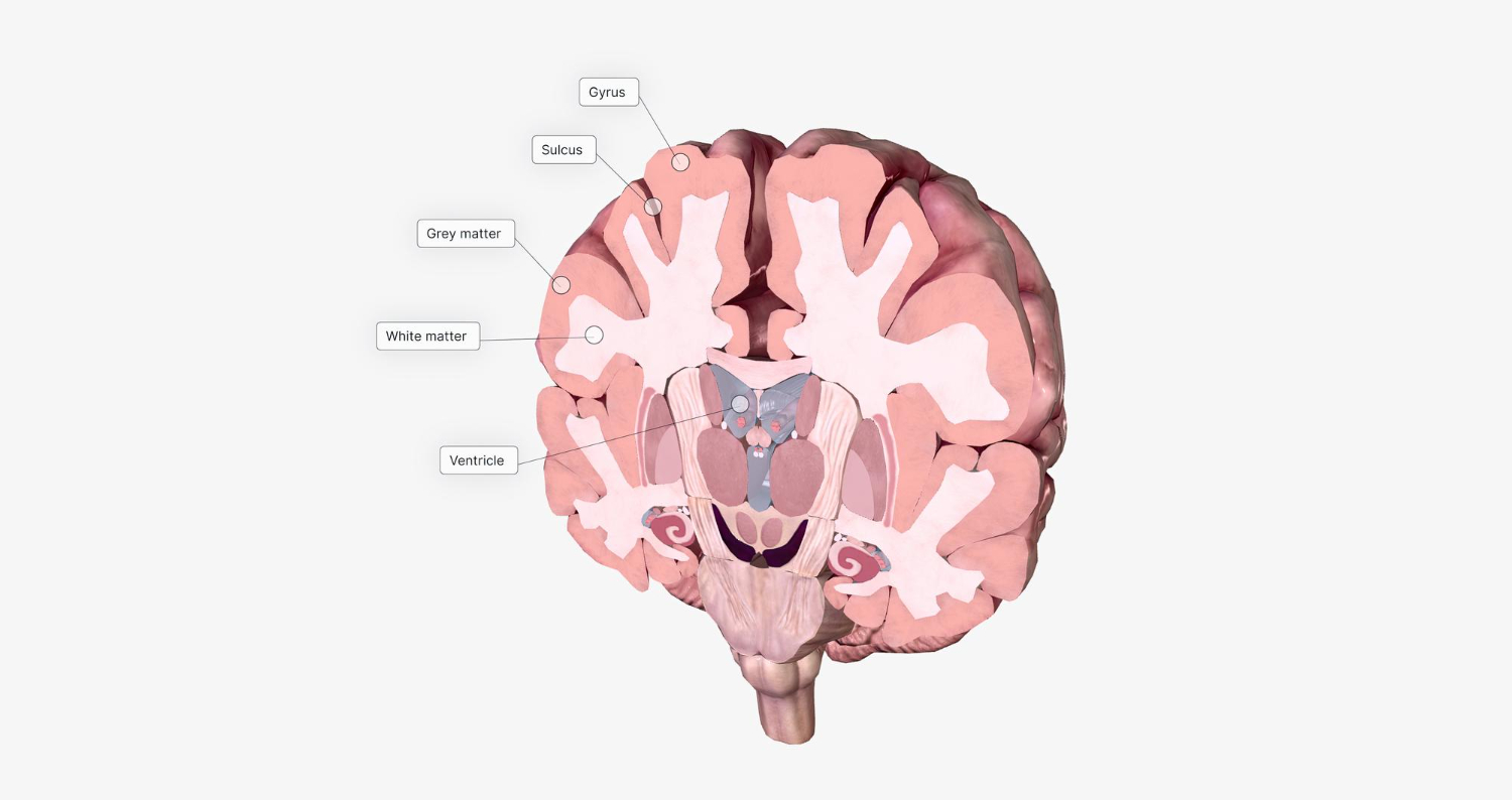 human brain diagram