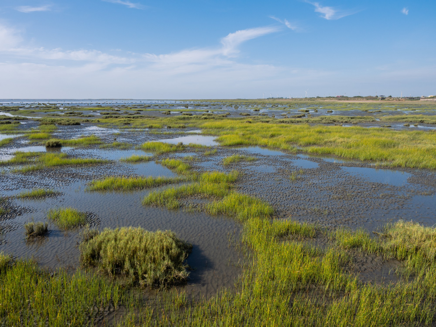 wetland