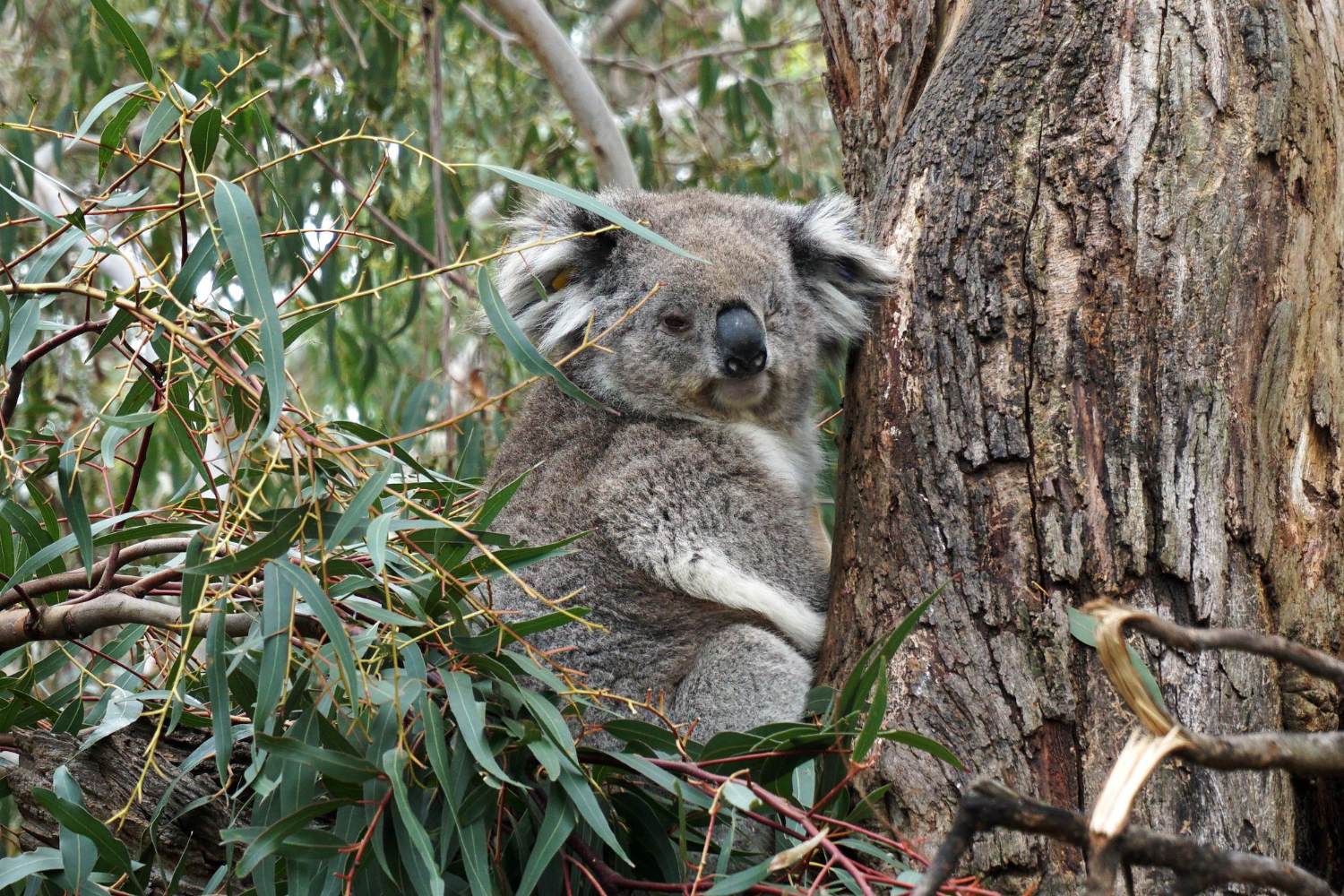 Koala