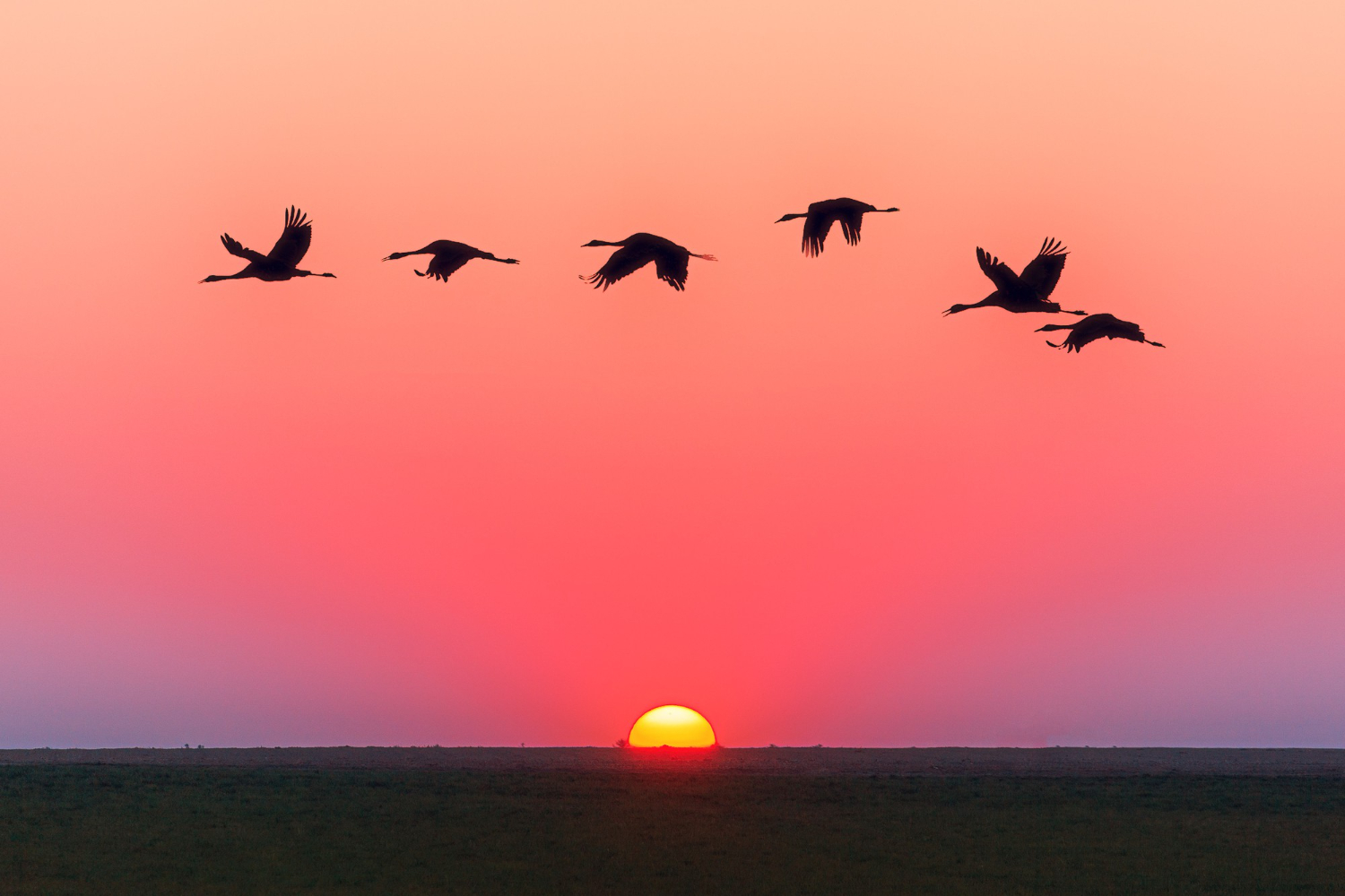 Birds