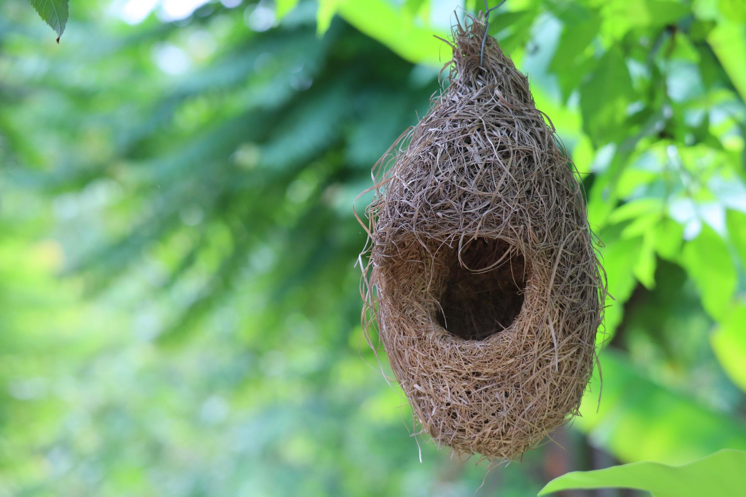 bird eggs nest