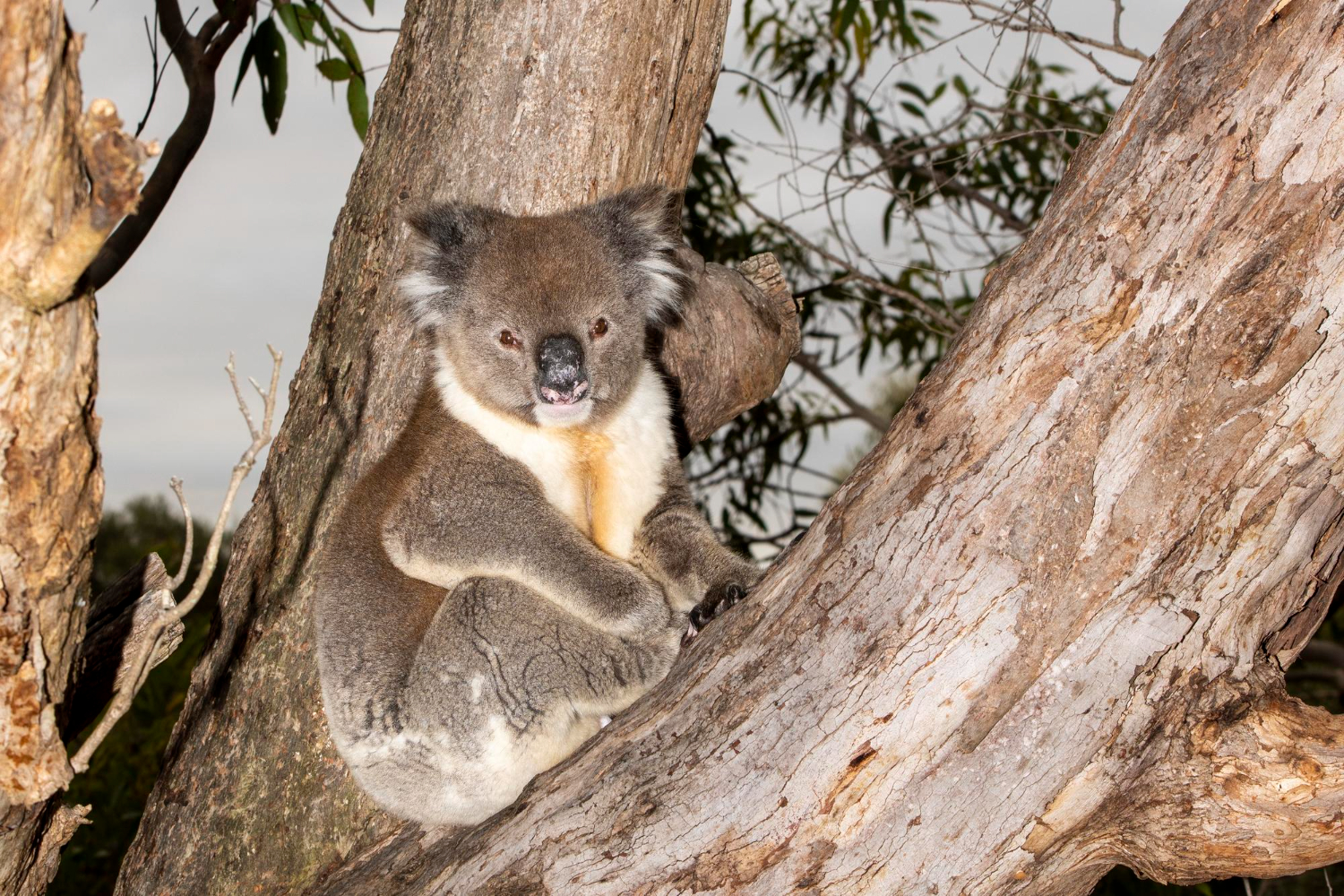 Koala