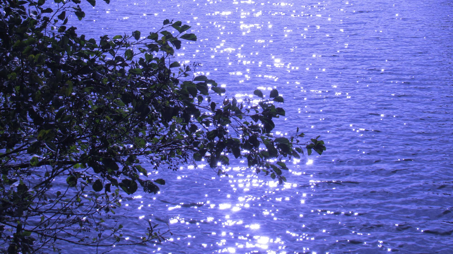 bioluminescent water