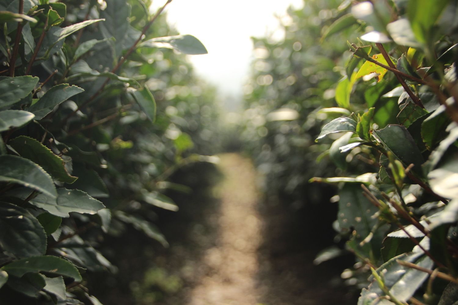 orchard