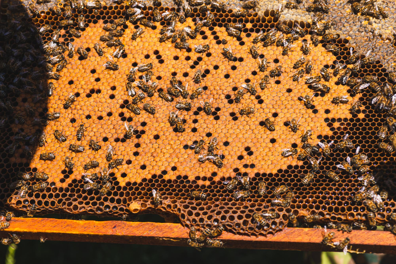 honeybee comb