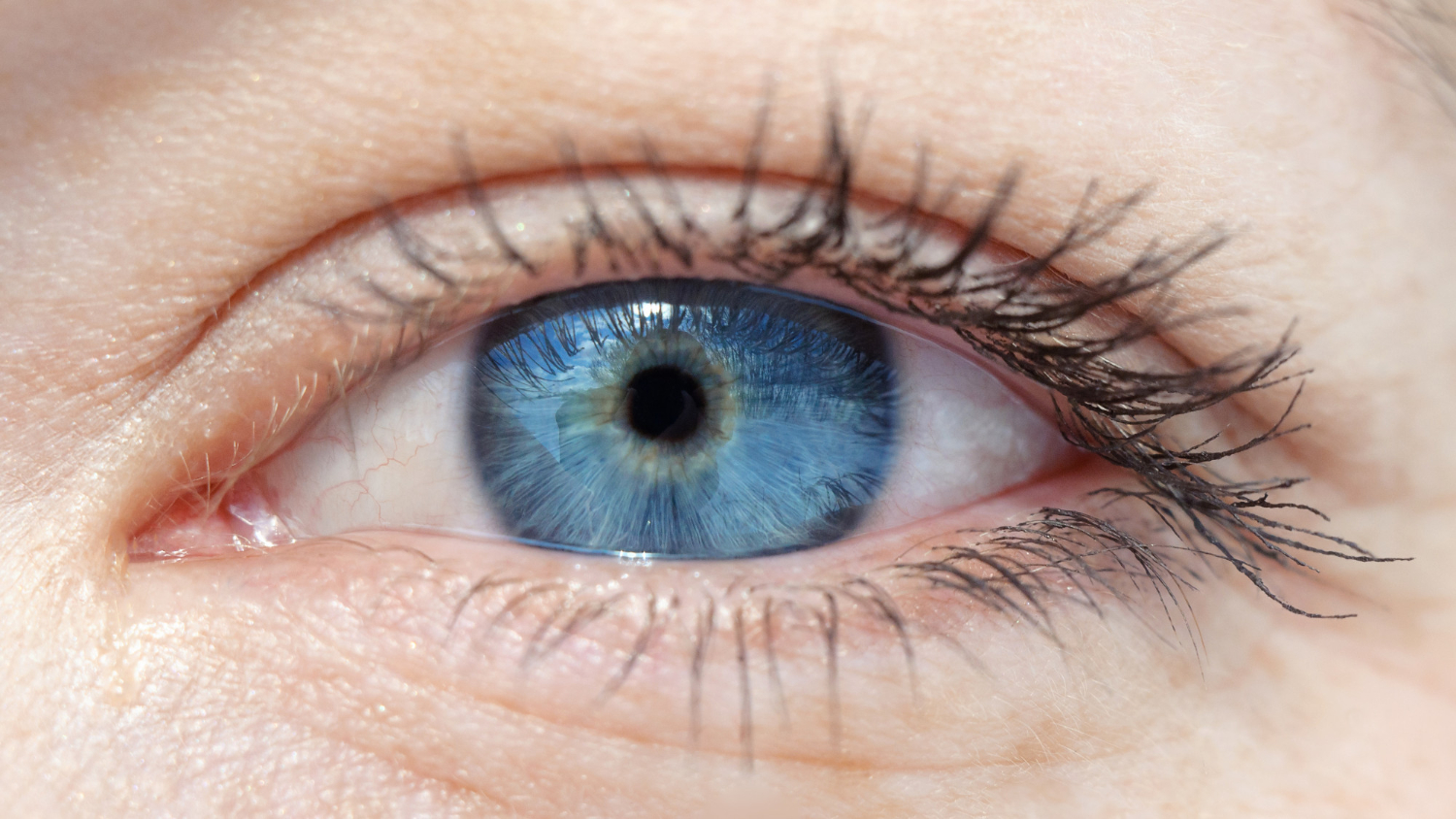 Human eye iris close up